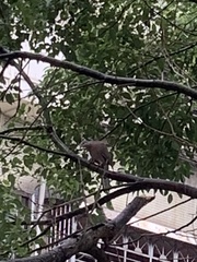 Streptopelia chinensis