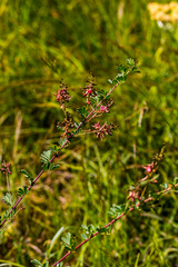 Indigofera tristis
