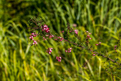 Indigofera tristis