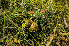 Pachycarpus grandiflorus