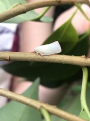 Colgaroides acuminata