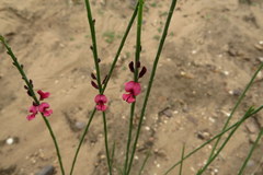 Indigofera gifbergensis
