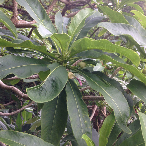 Clermontia kakeana