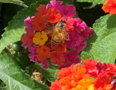 Apis mellifera