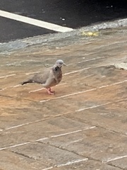 Streptopelia chinensis