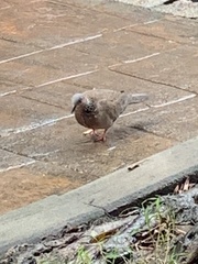 Streptopelia chinensis