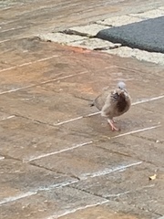 Streptopelia chinensis