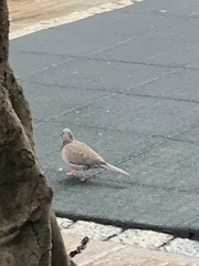 Streptopelia chinensis