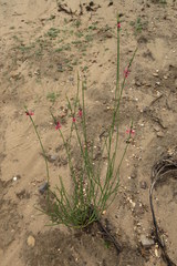 Indigofera gifbergensis