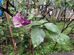 Datura stramonium