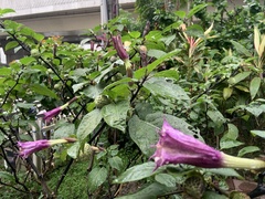 Datura stramonium