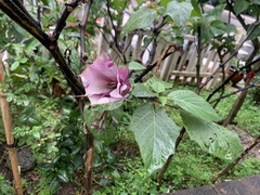 Datura stramonium
