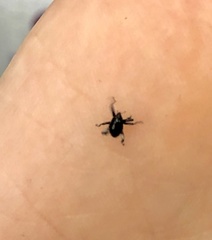 Trigonopterus