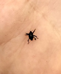 Trigonopterus
