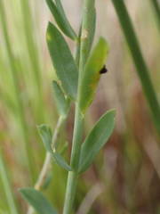 Linum maritimum