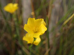 Linum maritimum