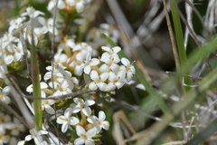 Pimelea oreophila