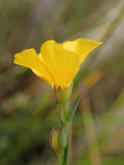 Linum maritimum