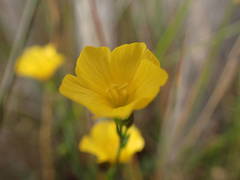 Linum maritimum