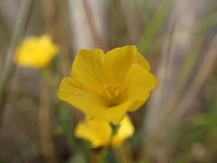 Linum maritimum
