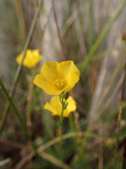Linum maritimum