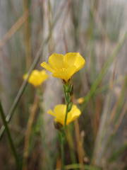 Linum maritimum