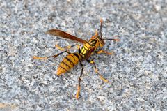 Polistes rothneyi