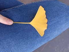 Ginkgo biloba