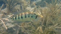 Giant Cichlid photo 4