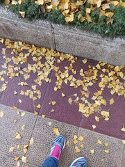 Ginkgo biloba