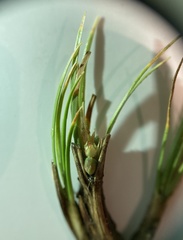 Carex decurtata