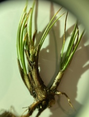 Carex decurtata