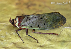 Copidocephala guttata