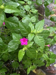 Mirabilis jalapa