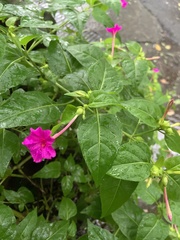 Mirabilis jalapa