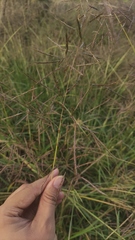 Capillipedium spicigerum