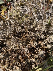 Lepidium solandri