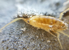 Bellorchestia