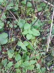 Lamium album