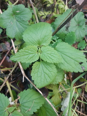 Lamium album