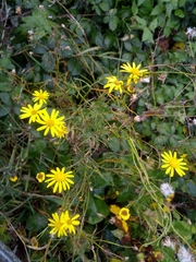 Senecio inaequidens