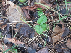 Fragaria vesca