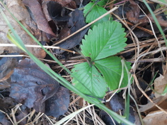 Fragaria vesca