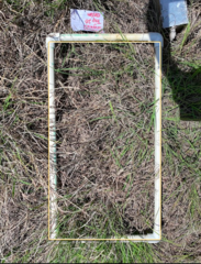 Bouteloua dactyloides