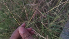 Capillipedium spicigerum