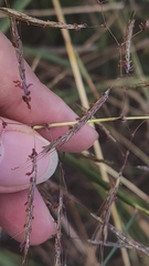 Capillipedium spicigerum