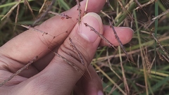 Capillipedium spicigerum