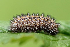 Melitaea britomartis
