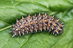Melitaea britomartis