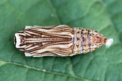 Melitaea britomartis